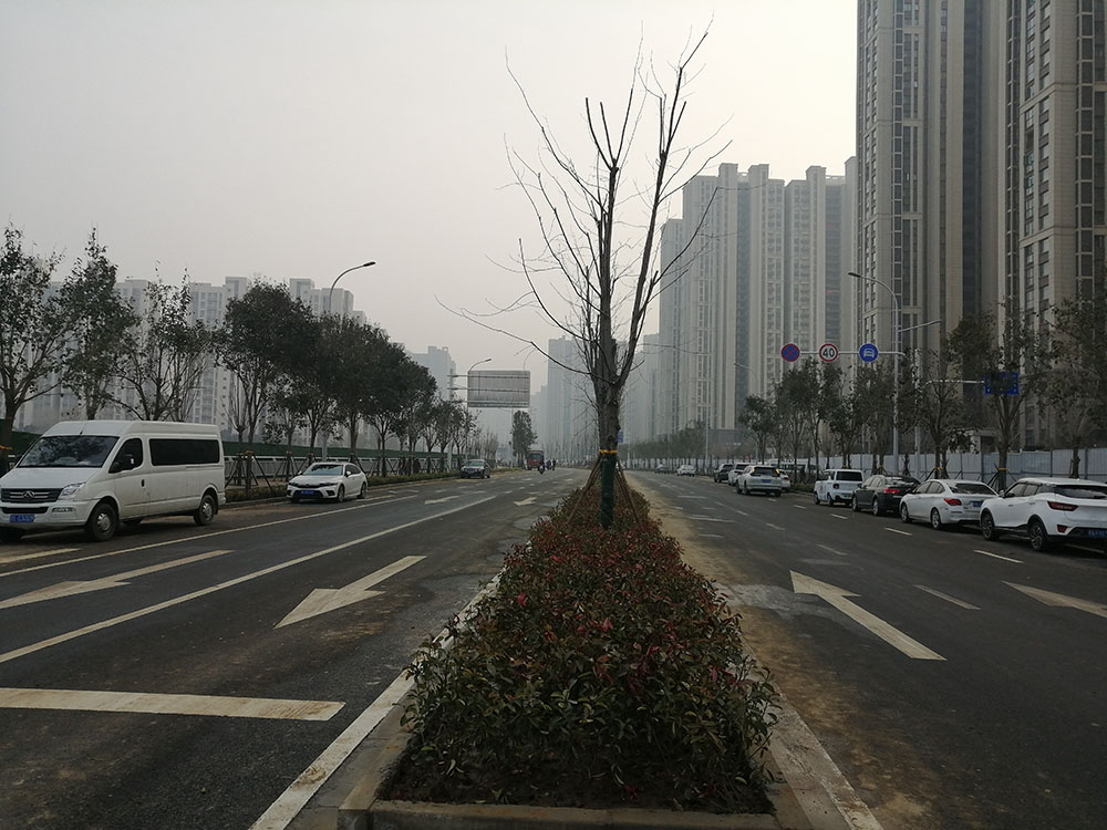 特事特辦、創(chuàng)造速度奇跡 --洛達路（中原路-穎河路）綠化工程完工